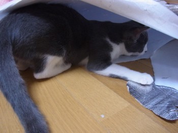 「猫だらけ」