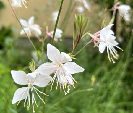thumbnail_IMG_3555 (1)