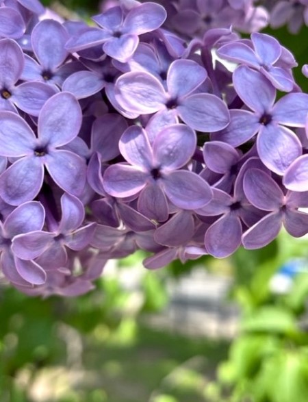 thumbnail_IMG_0780