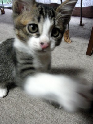 「猫だらけ」