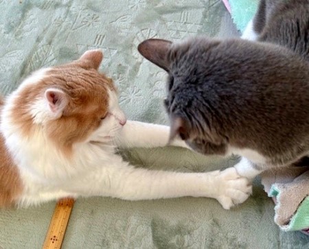 thumbnail_IMG_5206 (3)