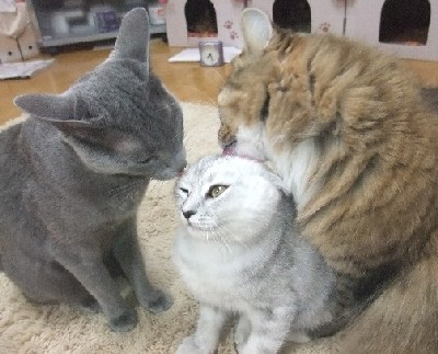 「猫だらけ」
