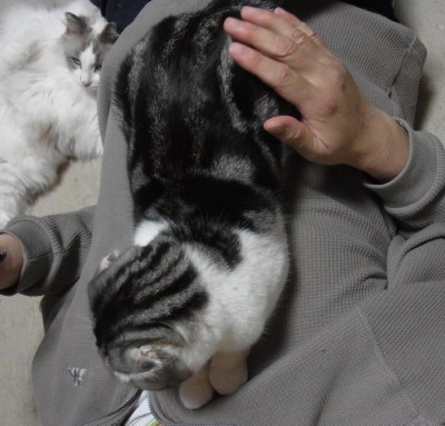 「猫だらけ」