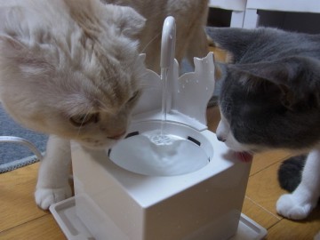 「猫だらけ」