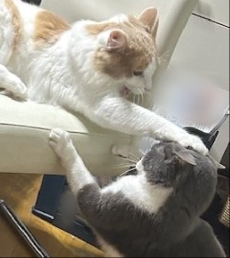 thumbnail_IMG_3770 (2)