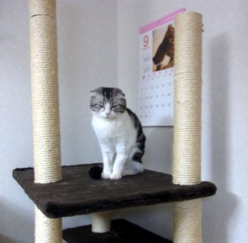 「猫だらけ」