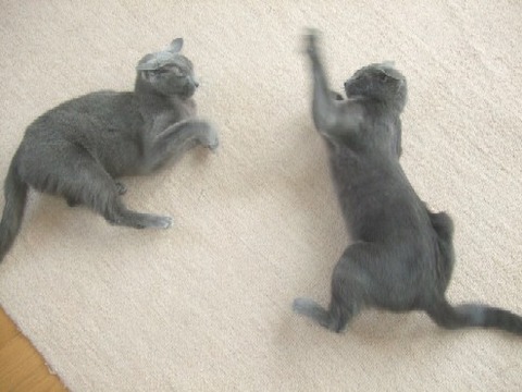 2008_0114猫写真0039