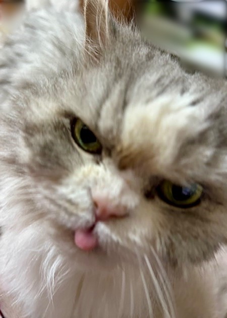 thumbnail_IMG_4294 (1)