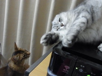 「猫だらけ」