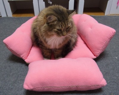 「猫だらけ」