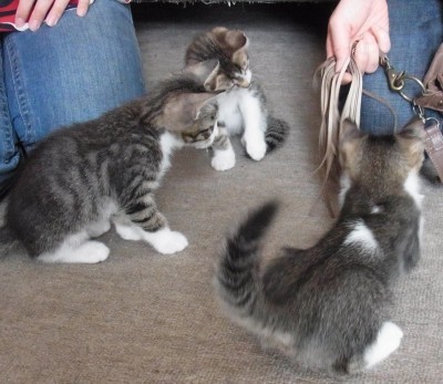 「猫だらけ」