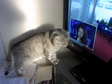 「猫だらけ」