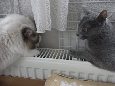 「猫だらけ」