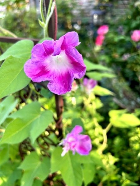 thumbnail_IMG_0048 (1)