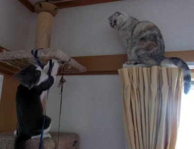 「猫だらけ」