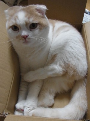「猫だらけ」