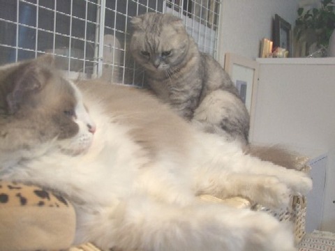2008_0207猫写真0041
