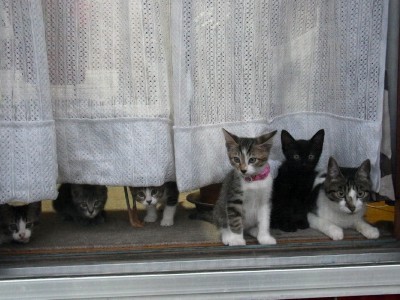 「猫だらけ」