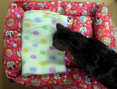 「猫だらけ」