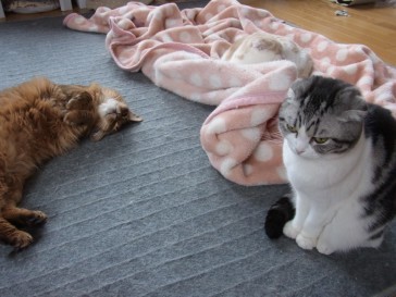 「猫だらけ」