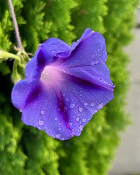 thumbnail_IMG_1242 (2)