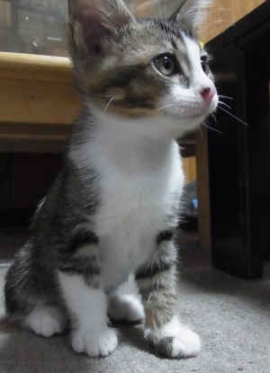 「猫だらけ」