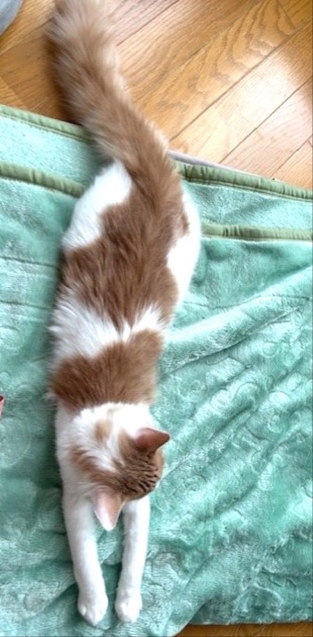 thumbnail_IMG_4207 (1)