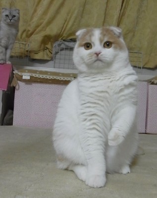 「猫だらけ」