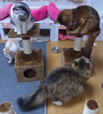 「猫だらけ」