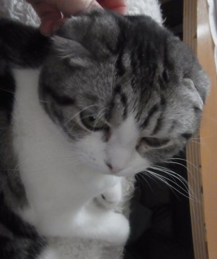 「猫だらけ」