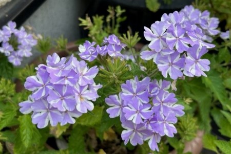 thumbnail_IMG_7187