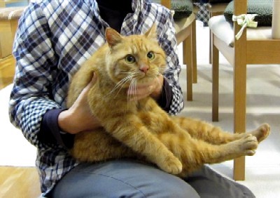 「猫だらけ」