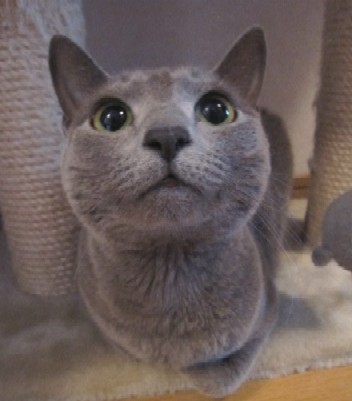 「猫だらけ」