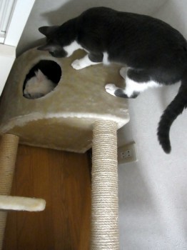 「猫だらけ」