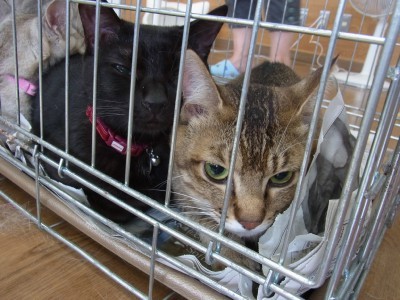 「猫だらけ」
