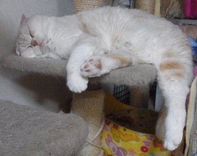 「猫だらけ」