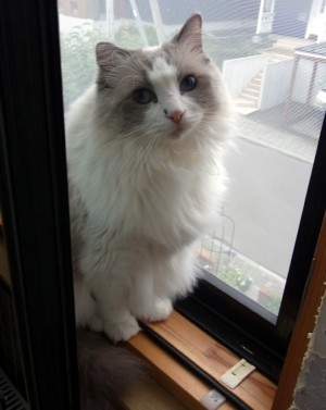 「猫だらけ」