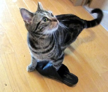 「猫だらけ」