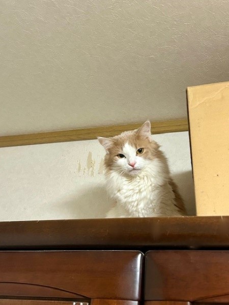 thumbnail_IMG_5220 (1)