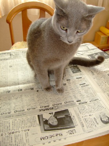 2007_0930猫写真0012