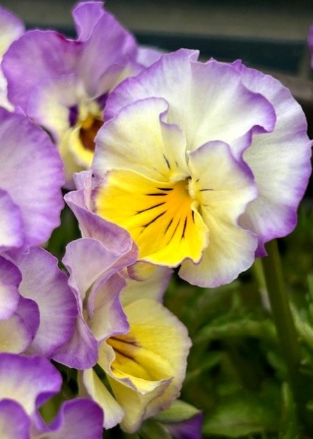 thumbnail_IMG_4621 (1)