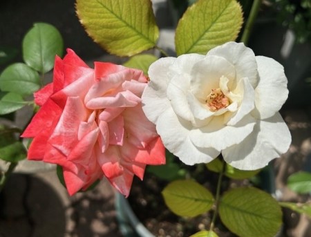 thumbnail_IMG_4137 (4)