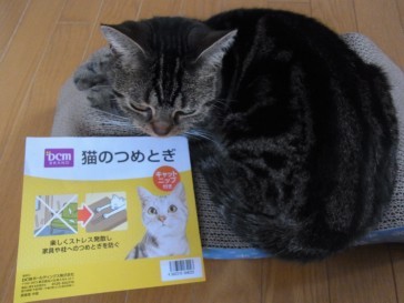 「猫だらけ」