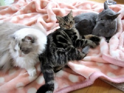 「猫だらけ」