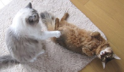 「猫だらけ」