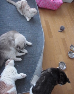 「猫だらけ」