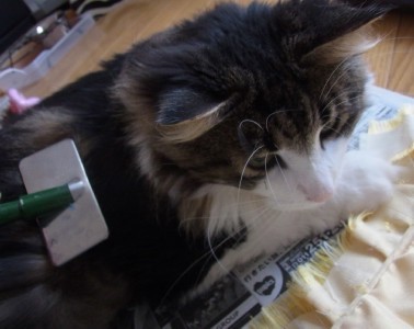 「猫だらけ」