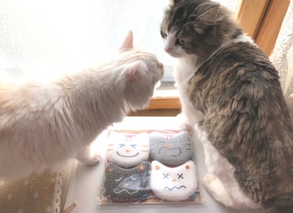 IMG_234111