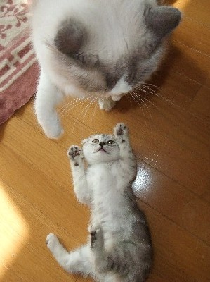 「猫だらけ」
