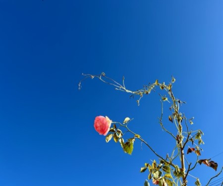 thumbnail_IMG_0431